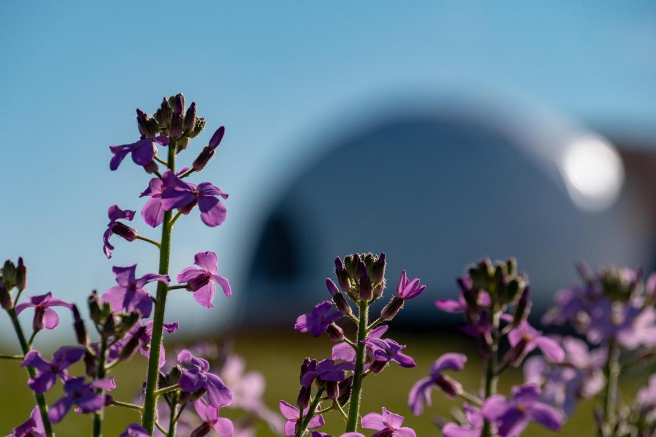 הוילה פורטו נטאלס Garden Domes מראה חיצוני תמונה